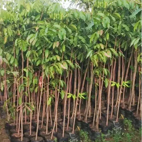 Mahogany 4